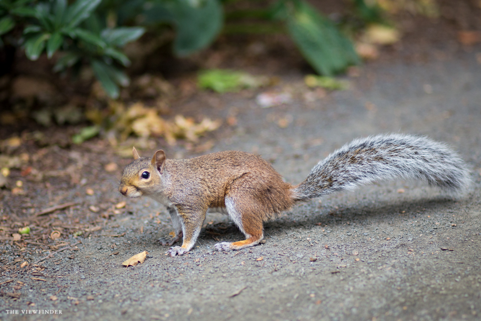 squirrel new york THE VIEWFINDER-6887