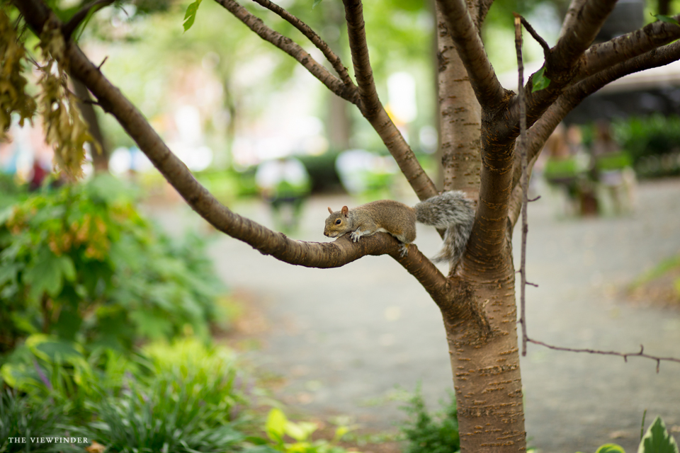 squirrel new york central park THE VIEWFINDER-7395