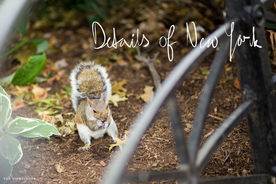 details of new york city THE-VIEWFINDER-7392-title